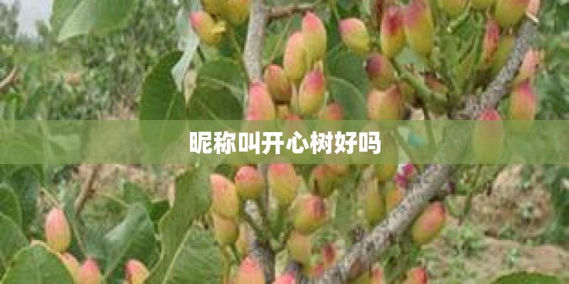昵称叫开心树好吗
