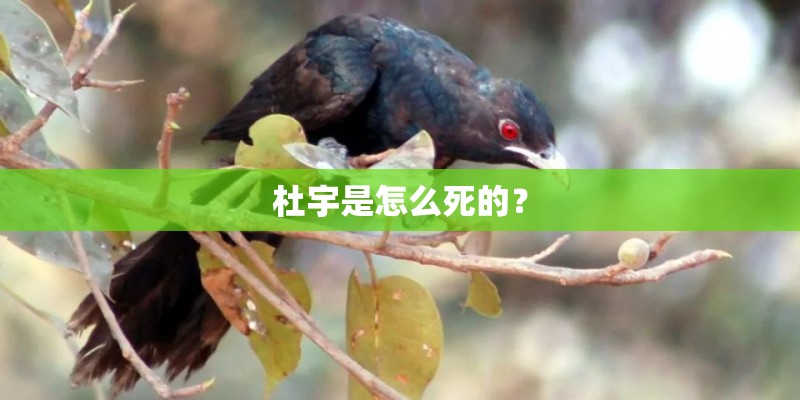 杜宇是怎么死的? 杜宇是怎么死的?