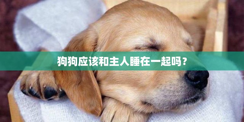 狗狗应该和主人睡在一起吗？
