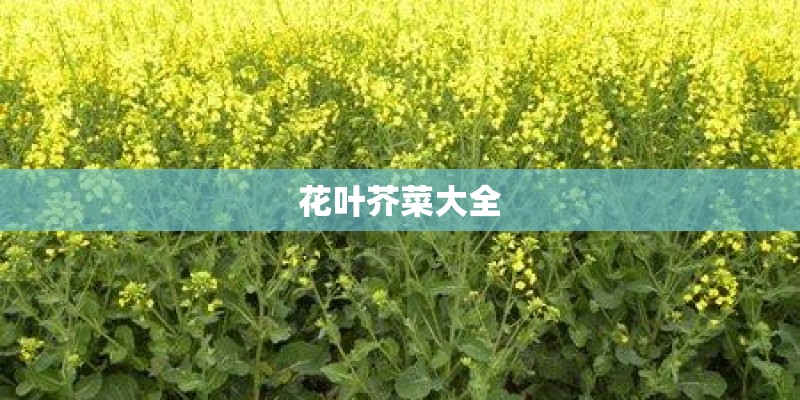 花叶芥菜大全