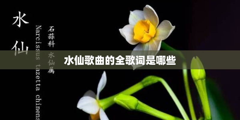 水仙歌曲的全歌词是哪些