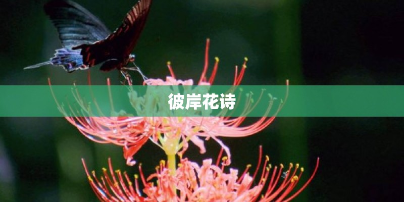 彼岸花诗